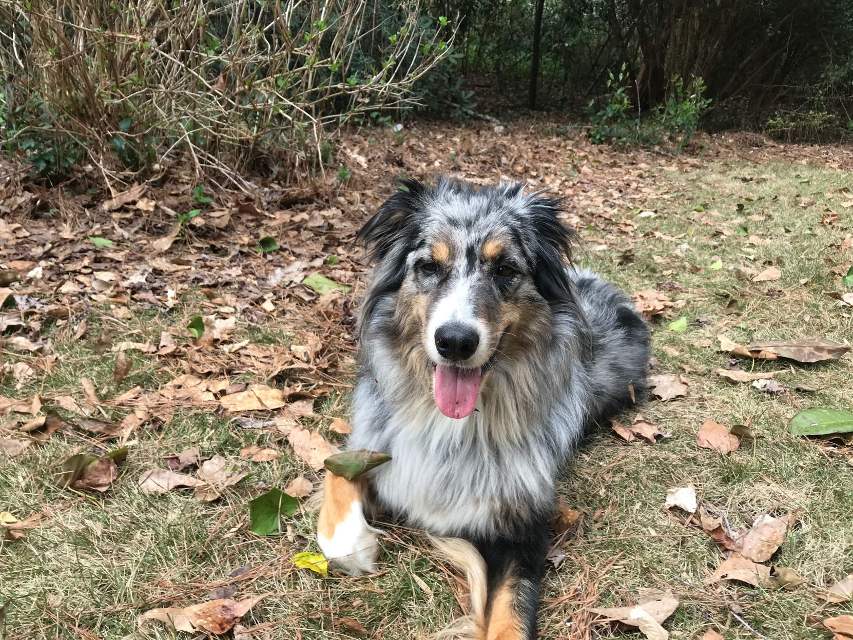 hunter's dog
